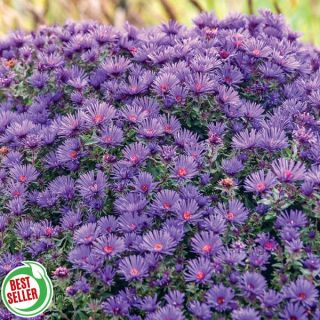 Grape Crush Aster Thumbnail